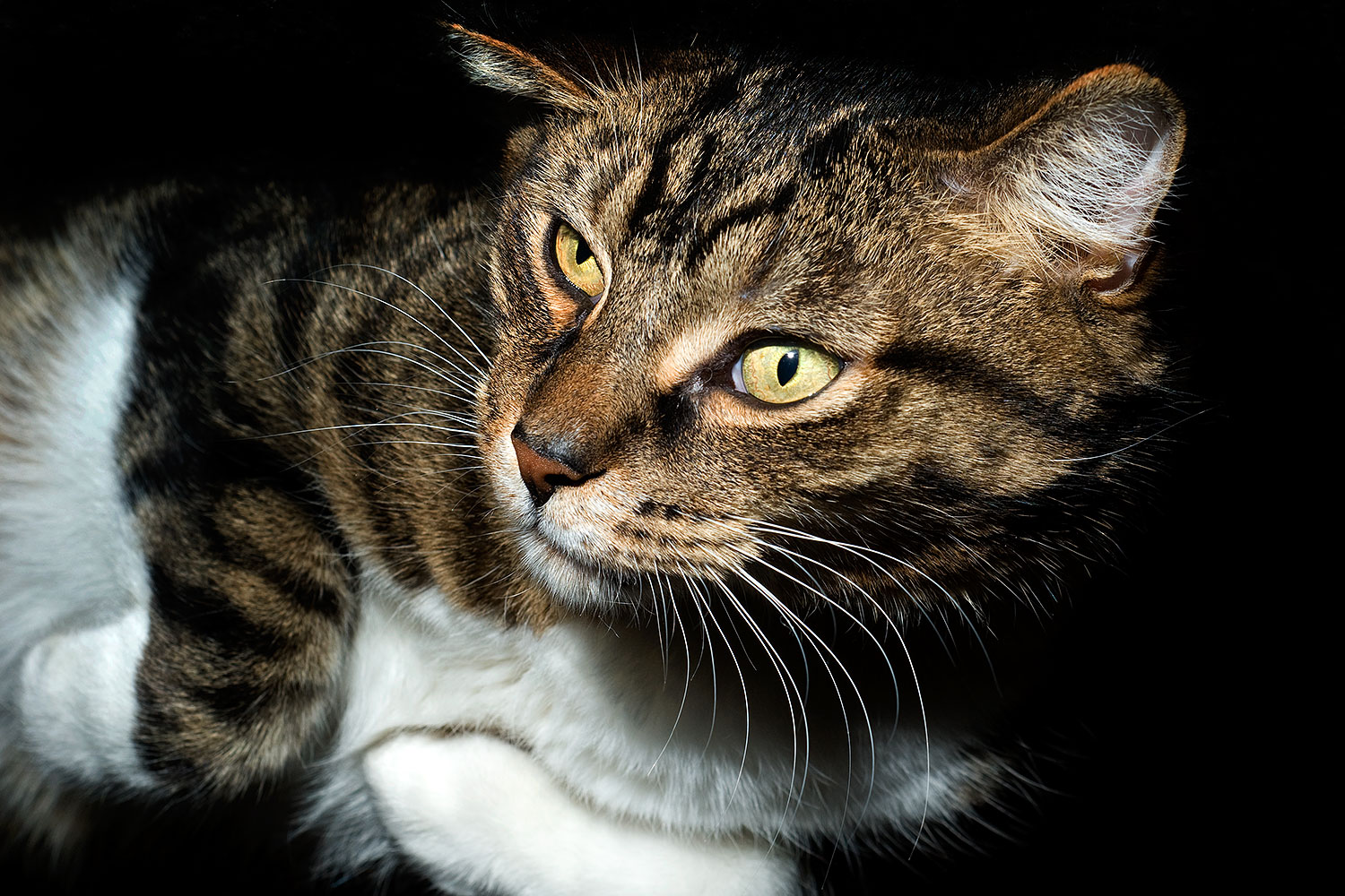 2010-01-05-mesa-leo-131583u