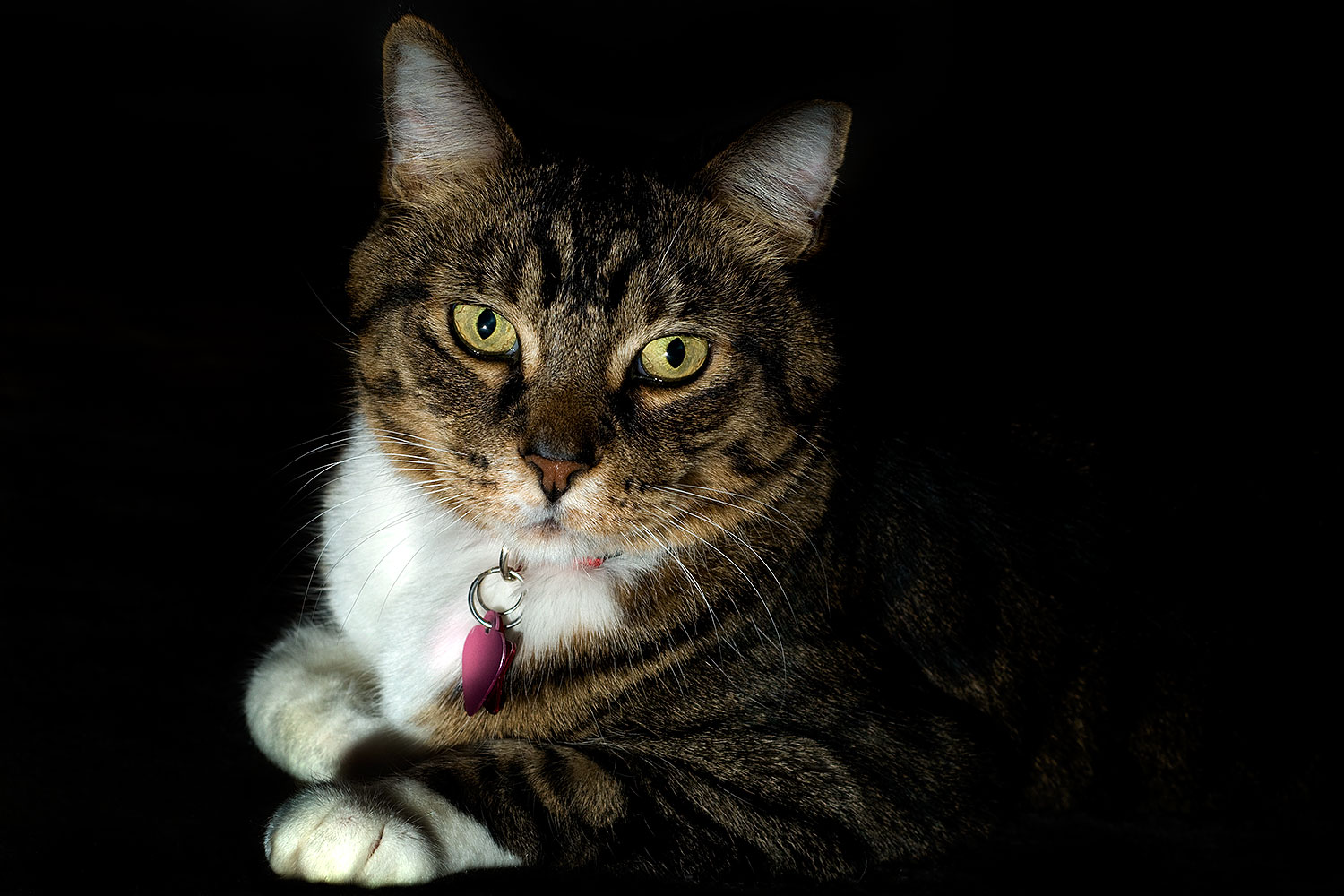 2010-01-05-mesa-leo-131627