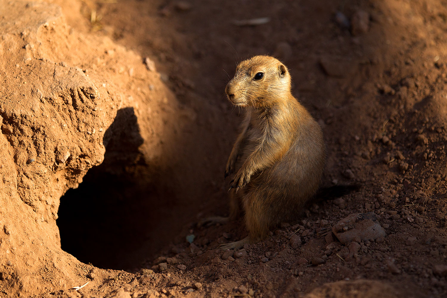 2010 07 28 zoo prairie dogs 19276
