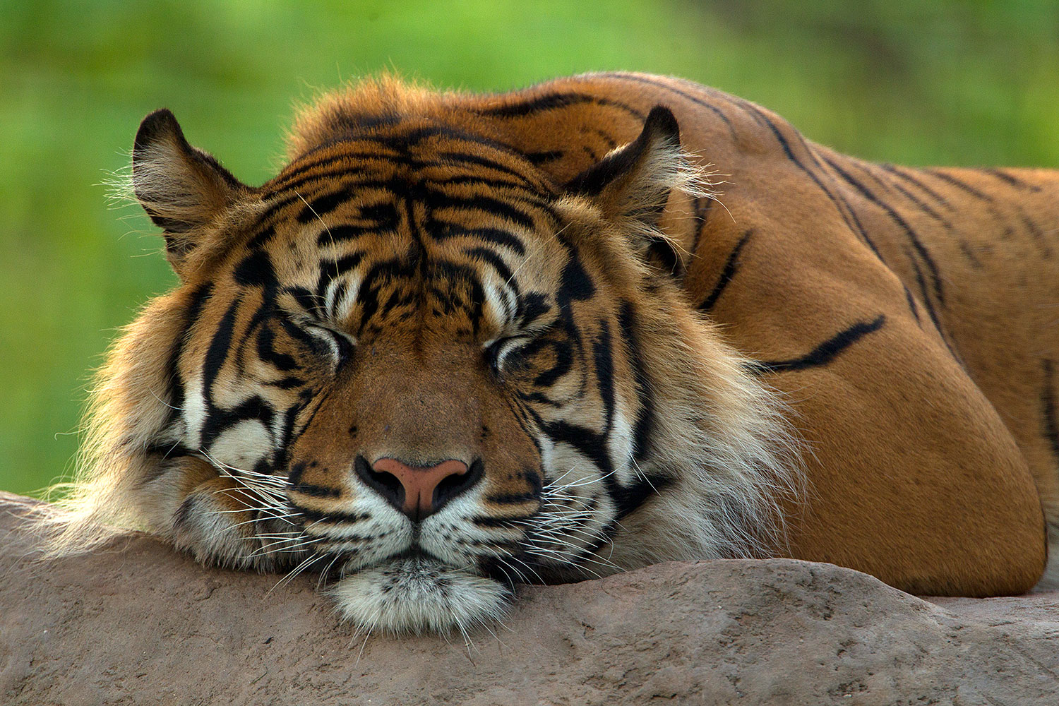 2010 07 28 zoo tiger cps0180