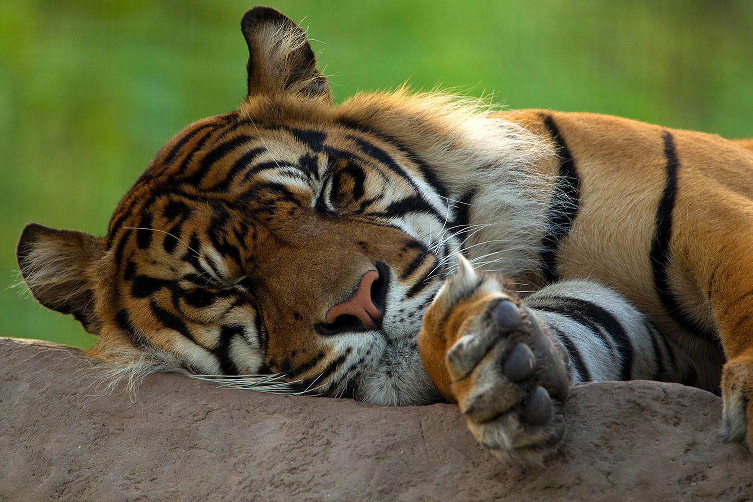 2010 07 28 zoo tiger cps0205
