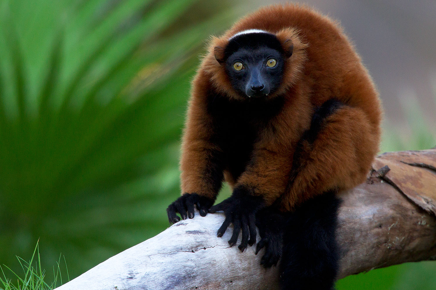 2010 08 19 zoo lemurs 24963