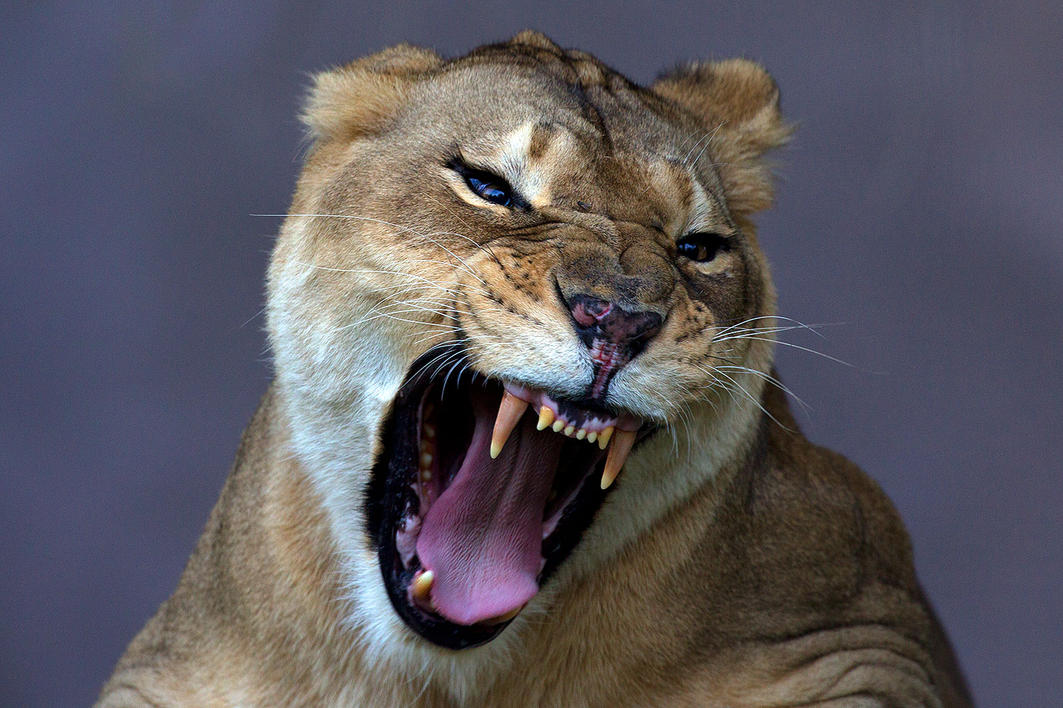 2010 08 20 zoo lioness 25326