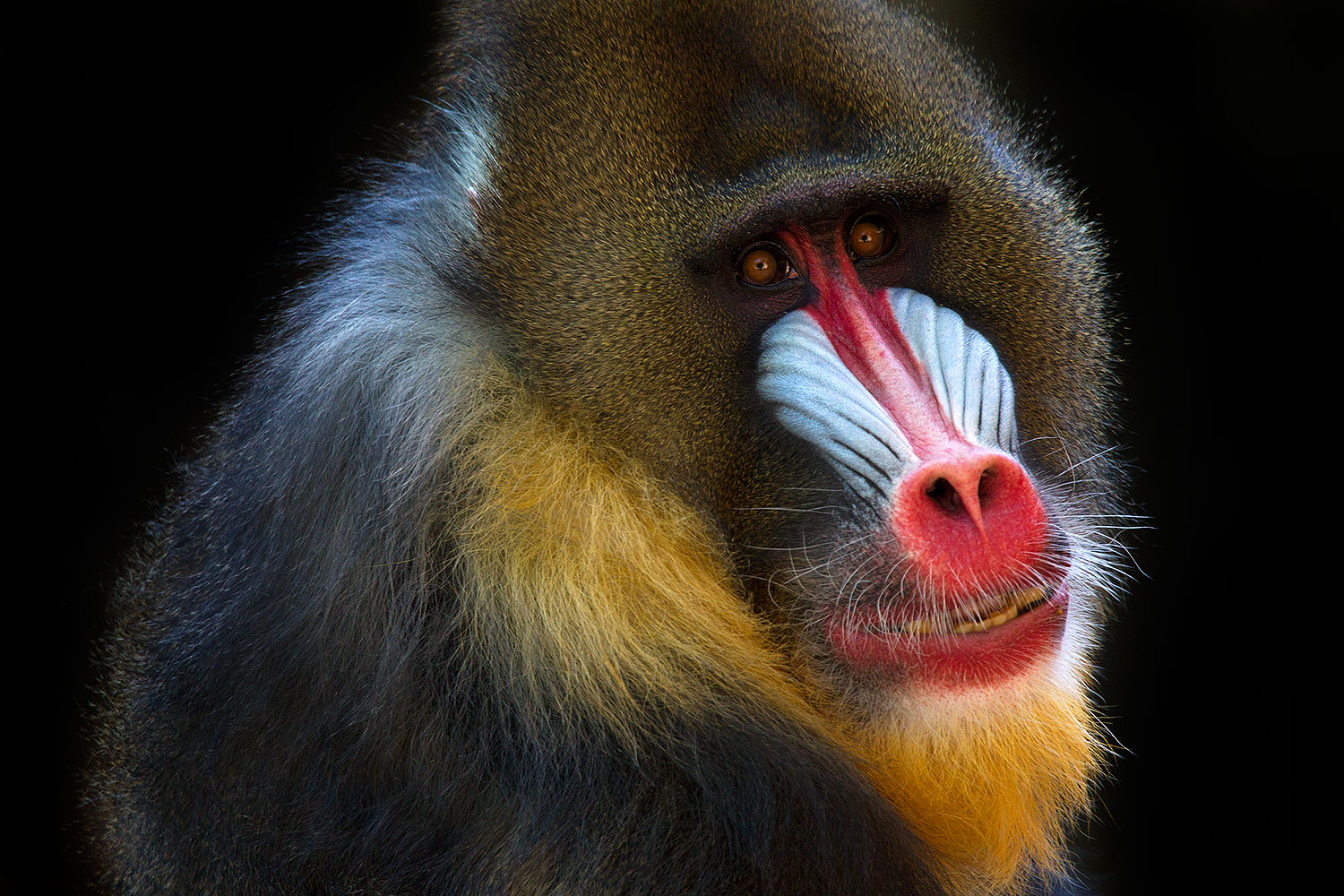 2010 08 20 zoo mandrill 25784