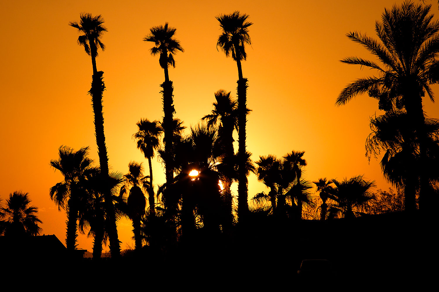 2010-08-21-havasu-palms-26455