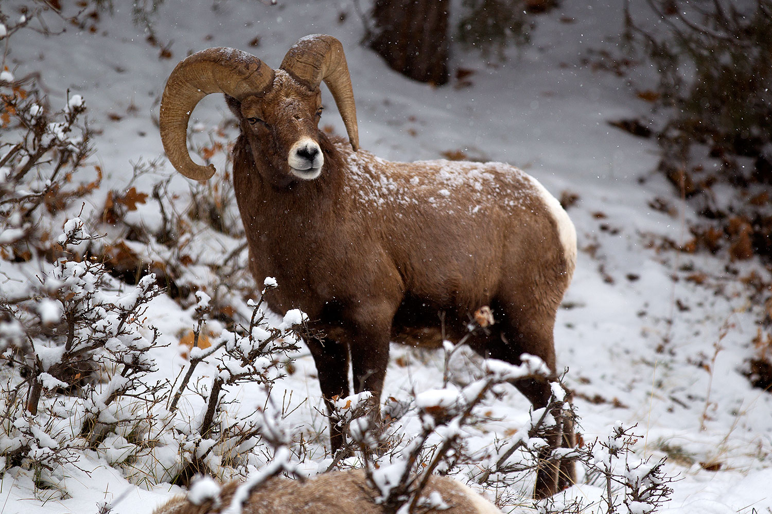 2011 01 09 ouray bighorns 47987