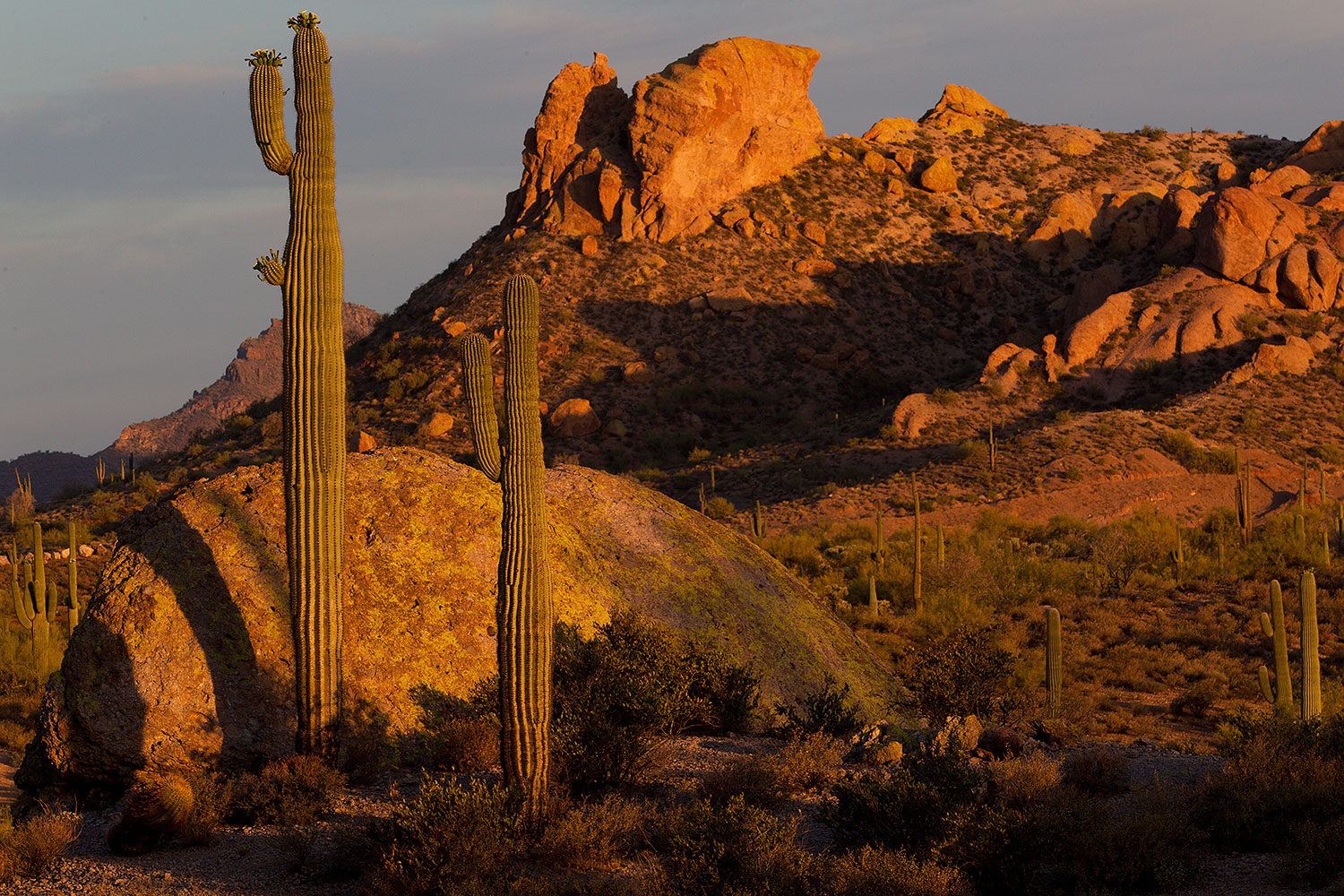 Morning in Superstitions â€¦ May 2011