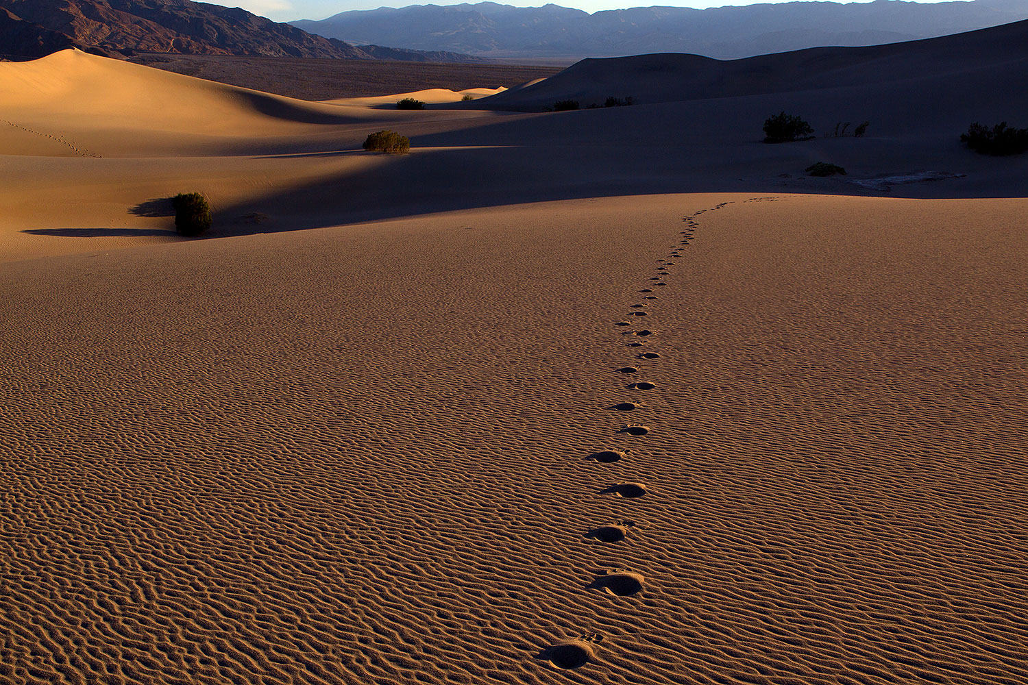 2011-05-27-dv-mesquite-dunes-72246