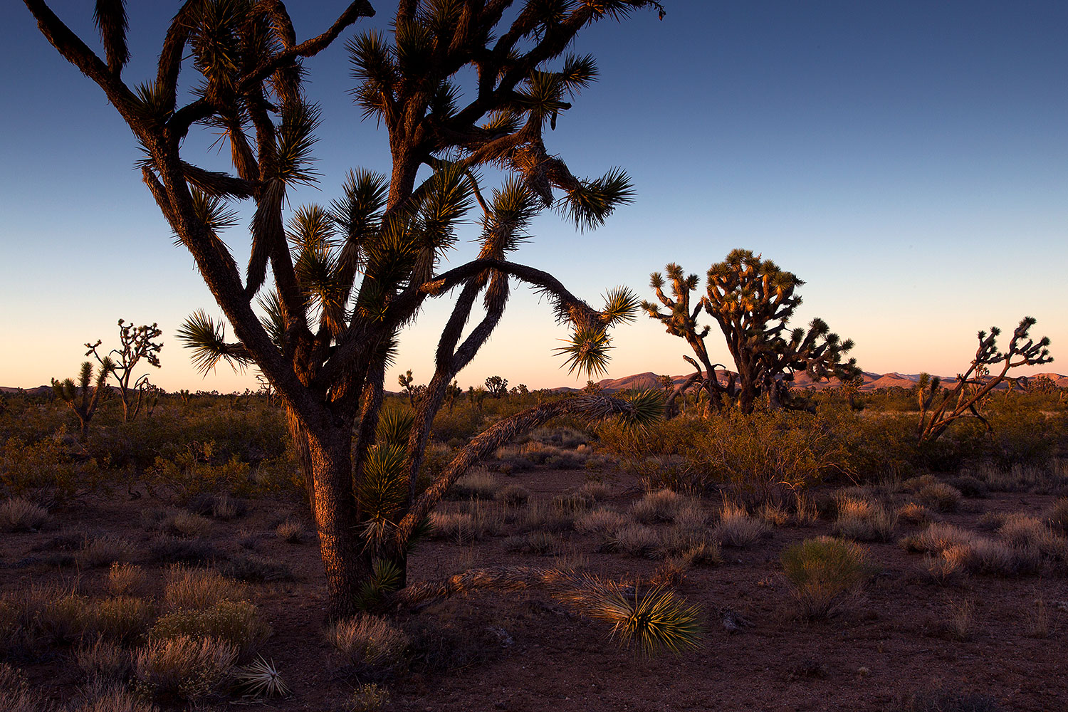 2011-06-14-yoshua-trees-76837