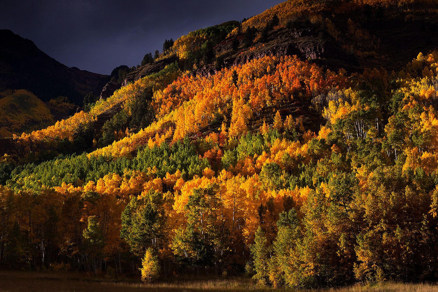 2011-10-01-maroon-tree-colors-103295