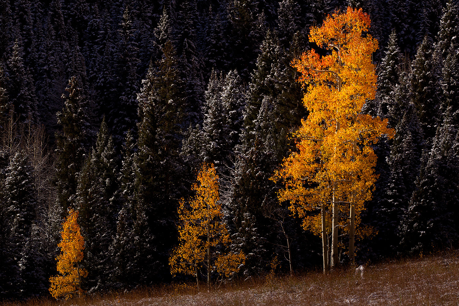 2011-10-07-maroon-snowy-trees-105236