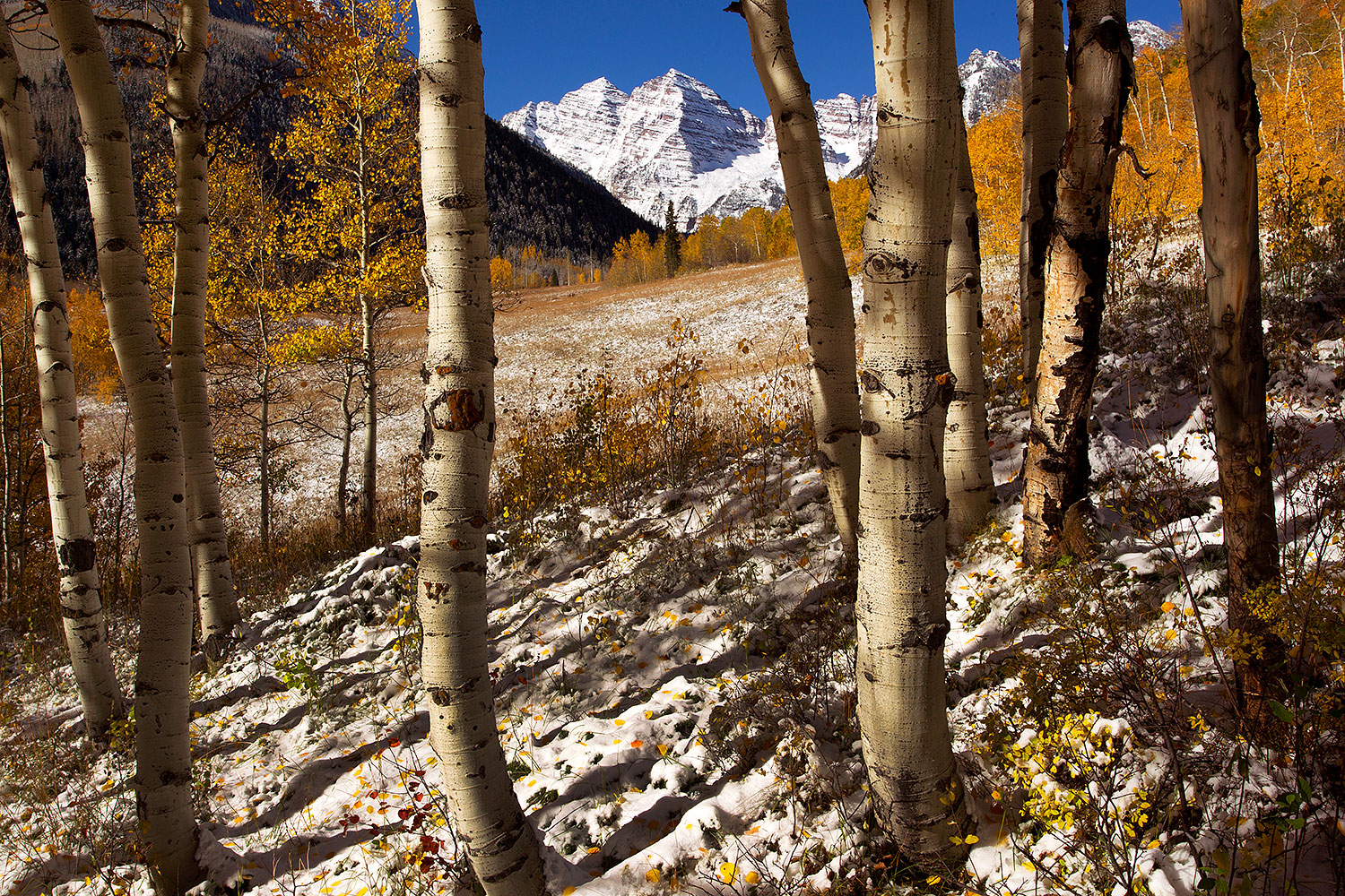 2011-10-07-maroon-snowy-trees-105310
