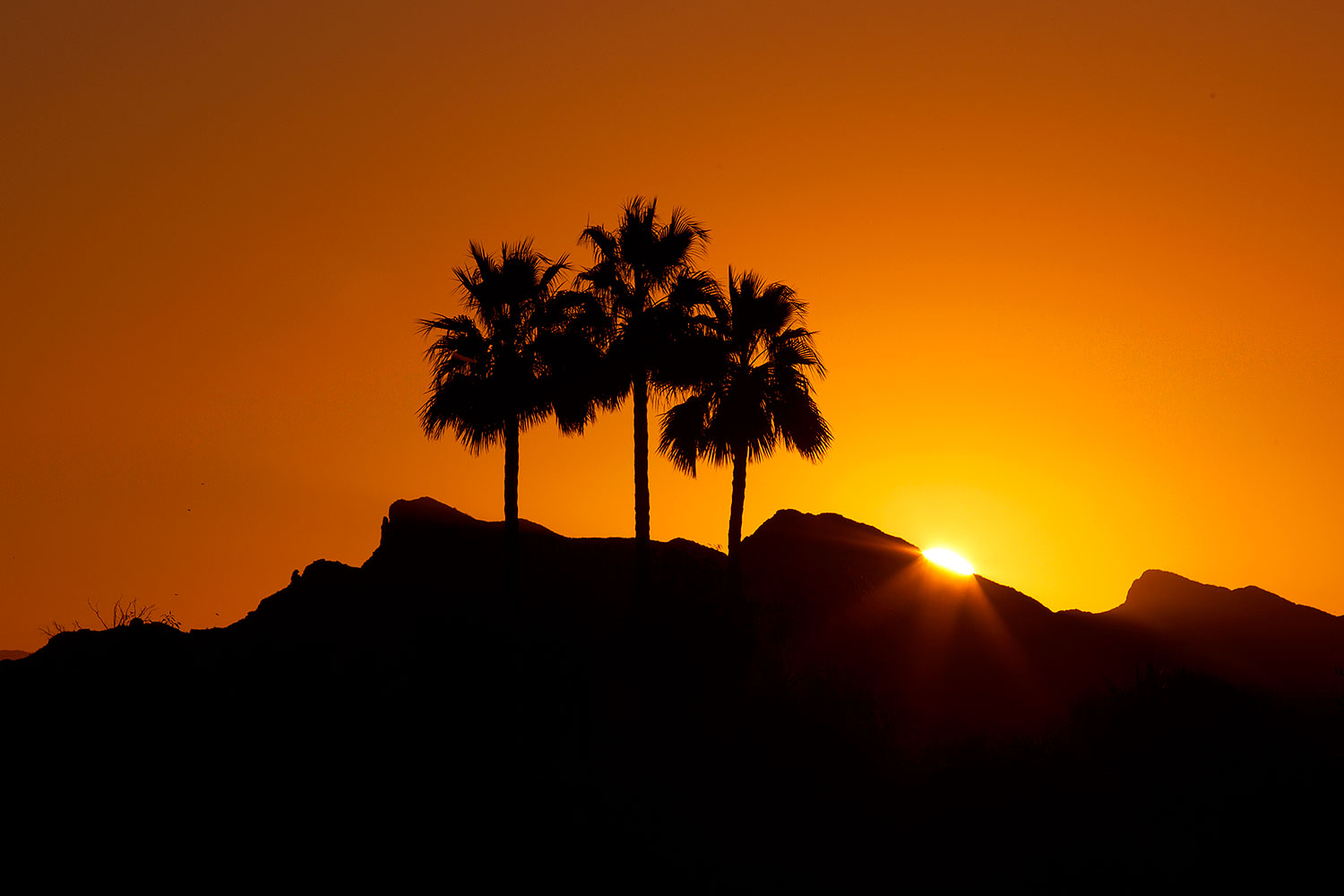 2012-01-19-havasu-sunrise-139988