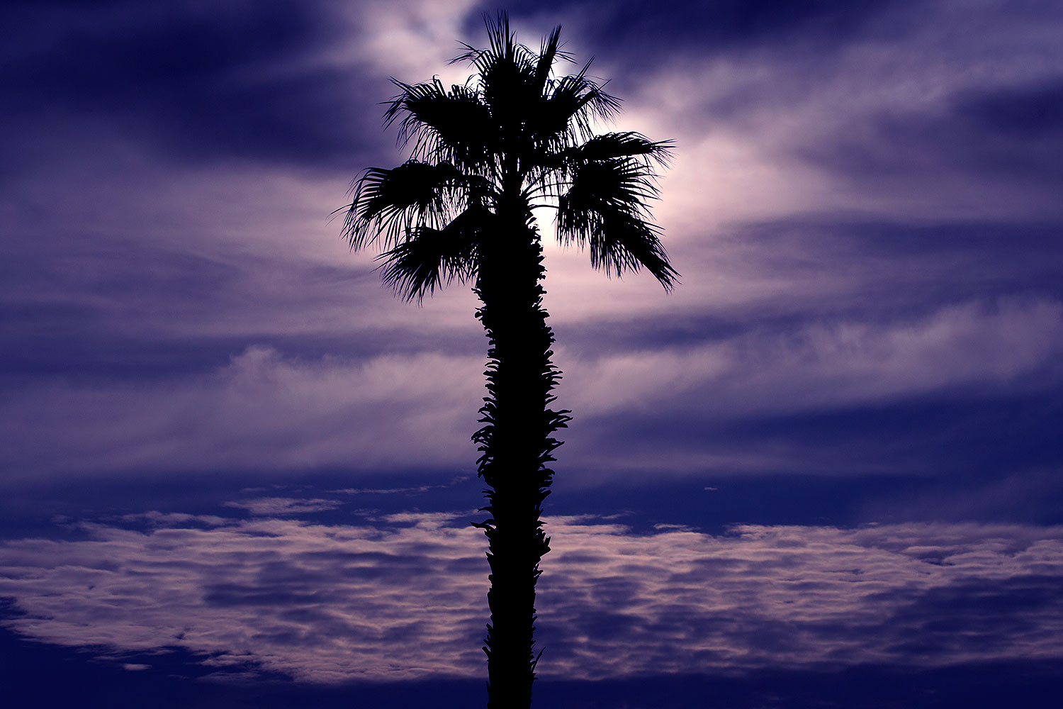 2012-01-22-havasu-palm-tree-144162