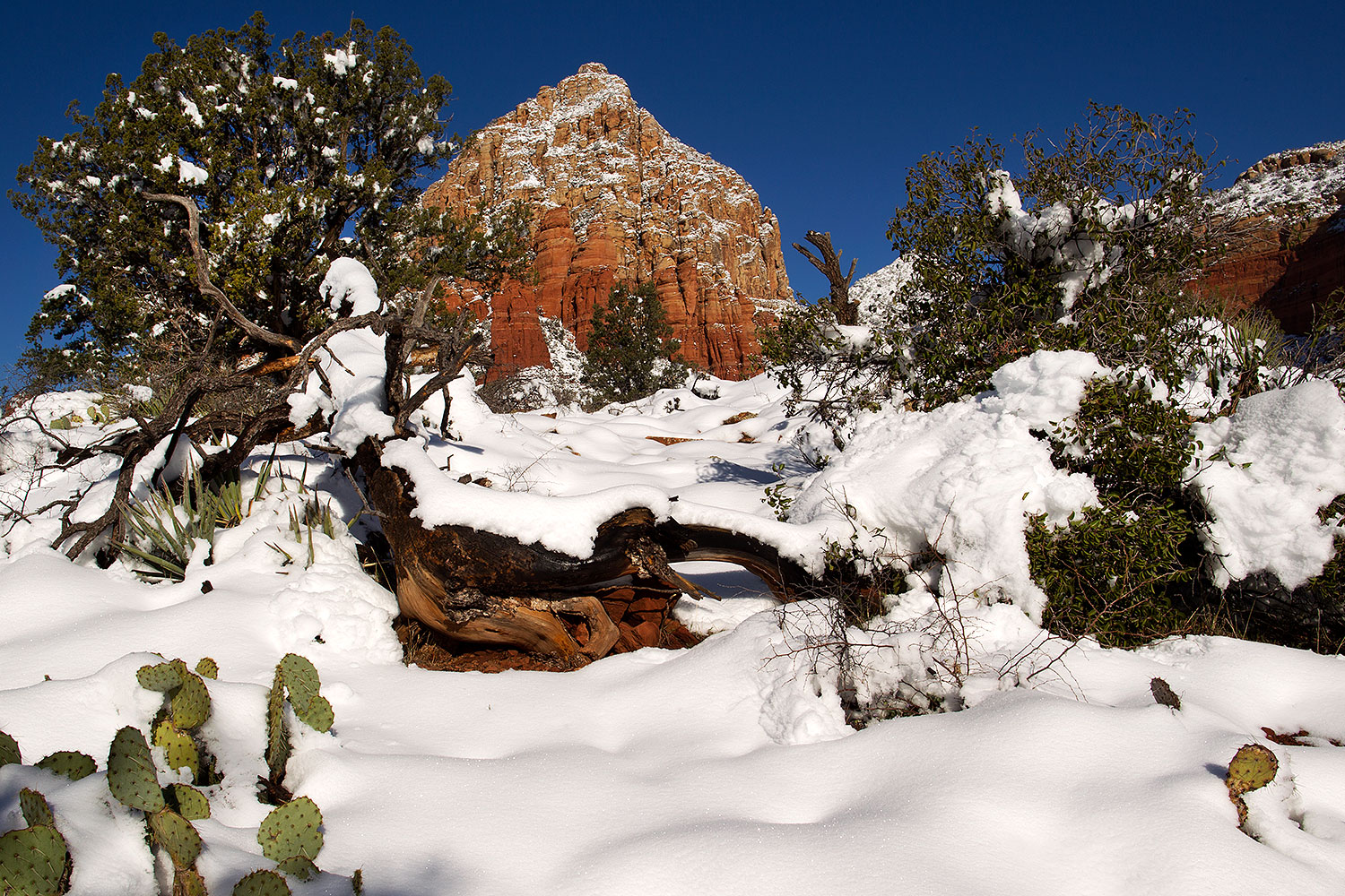 2012-03-20-sedona-snow-cactus-149905
