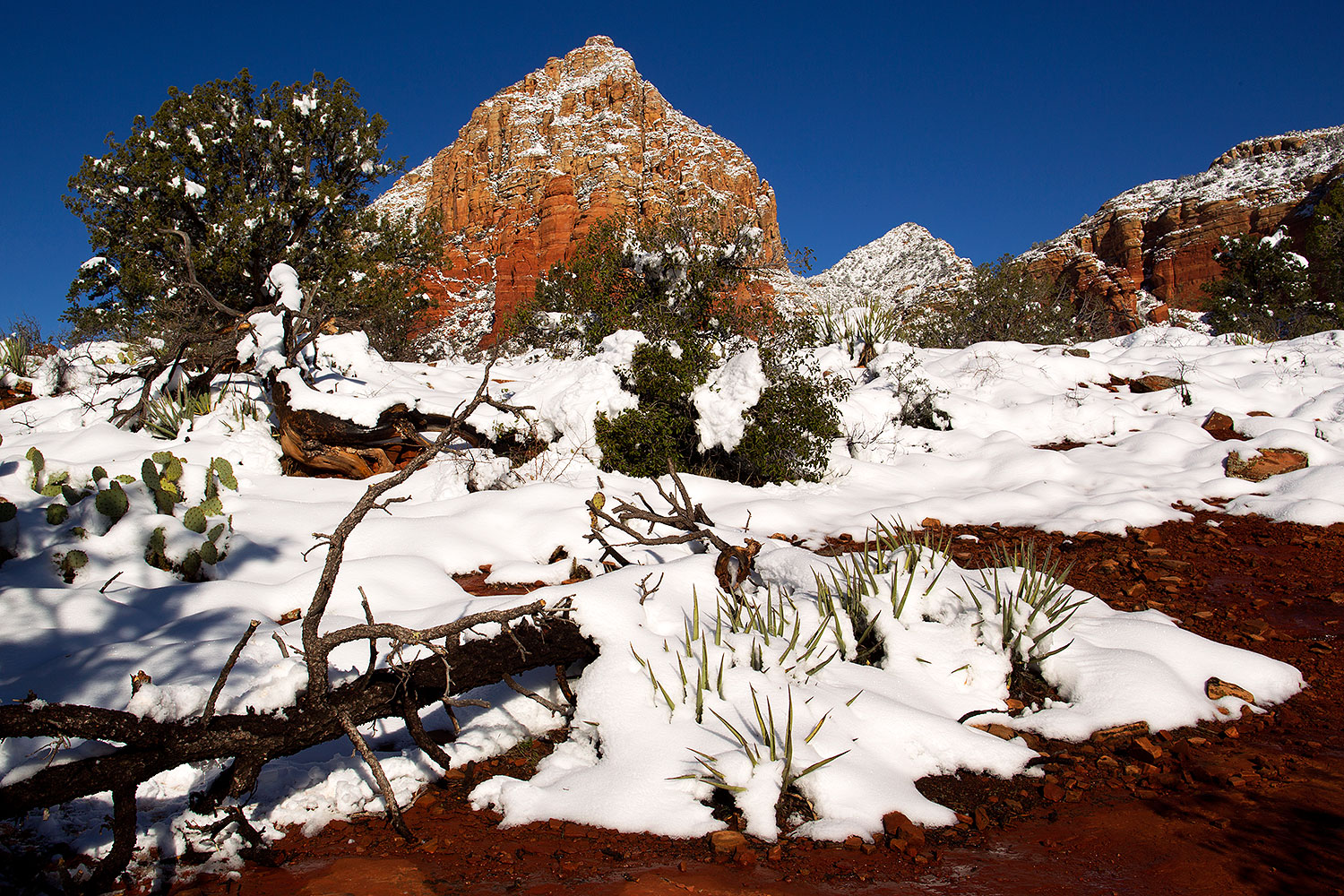 2012-03-20-sedona-snow-cactus-149917