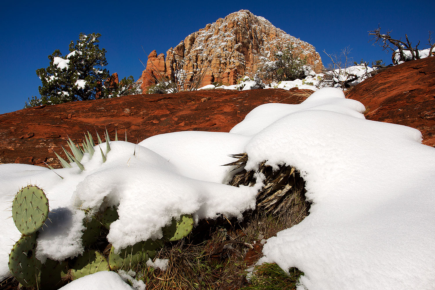 2012-03-20-sedona-snow-cactus-149952