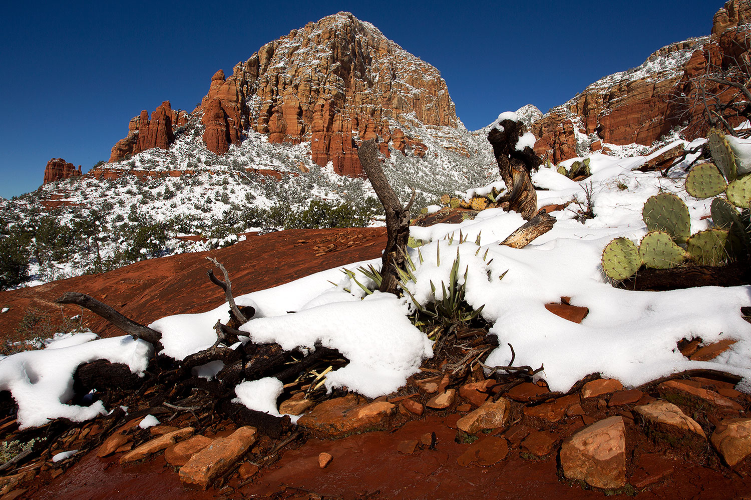 2012-03-20-sedona-snow-cactus-149975