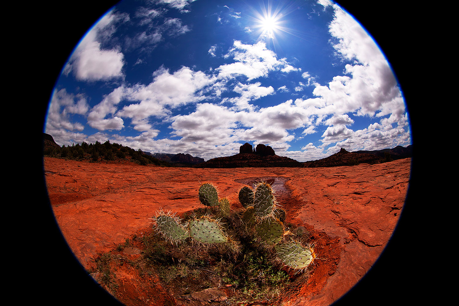Fisheye view of Prickly Pear Cactus in Sedona â€¦ April 2012