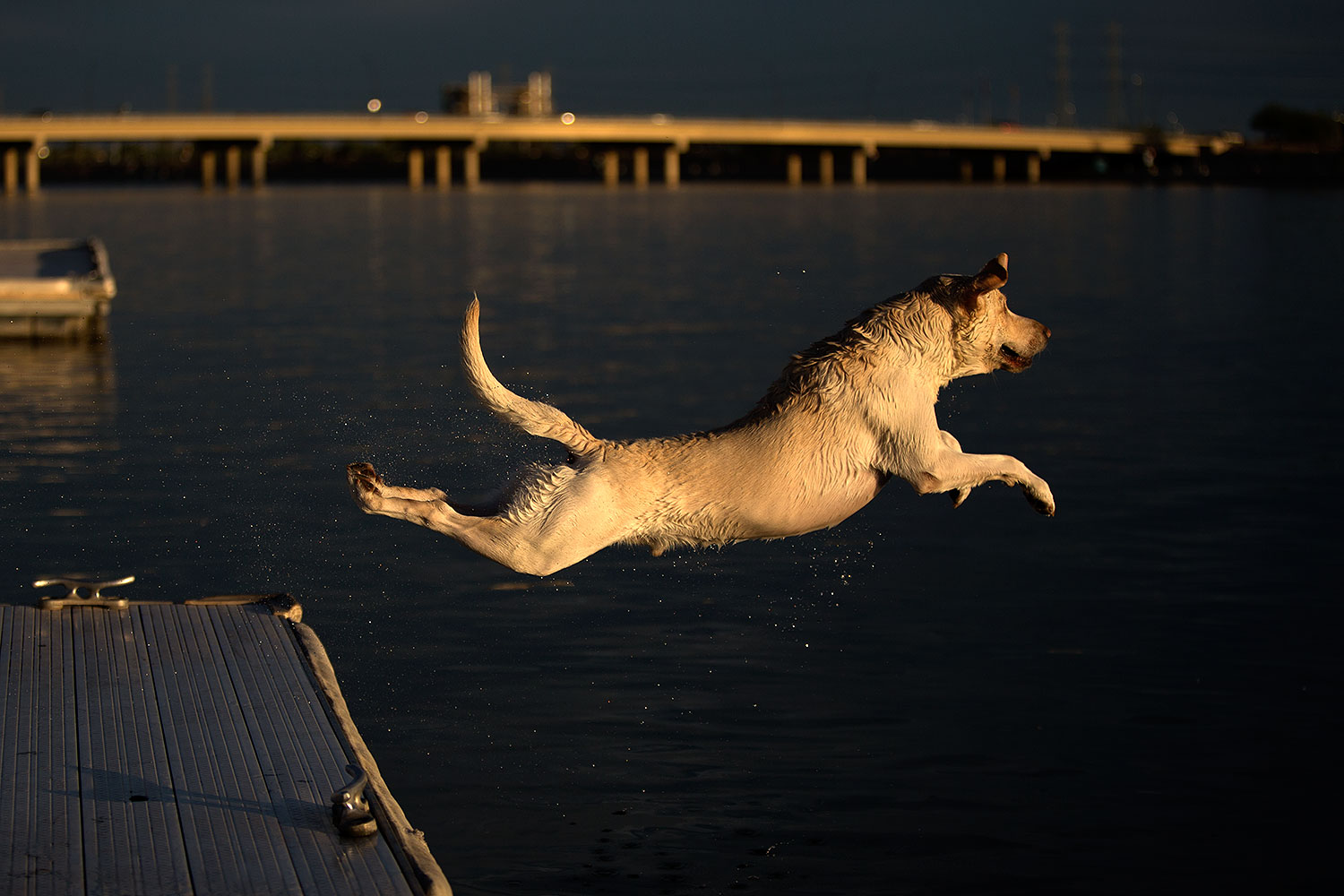 2012-11-20-tempe-lake-lab-5630
