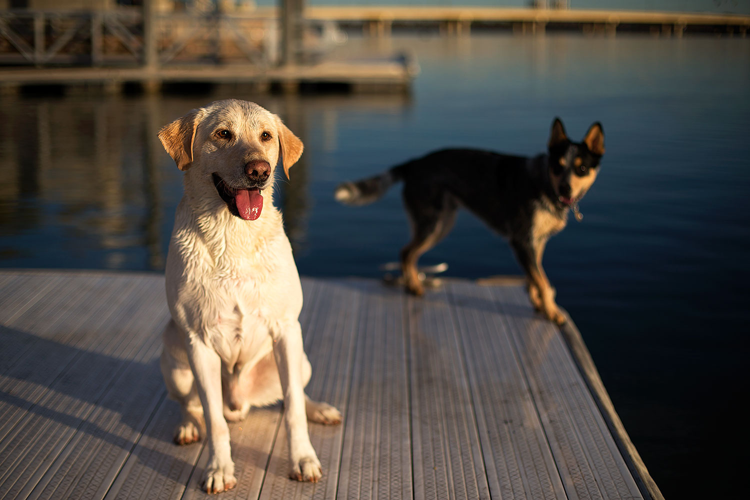 2012-12-02-tempe-balou-6274