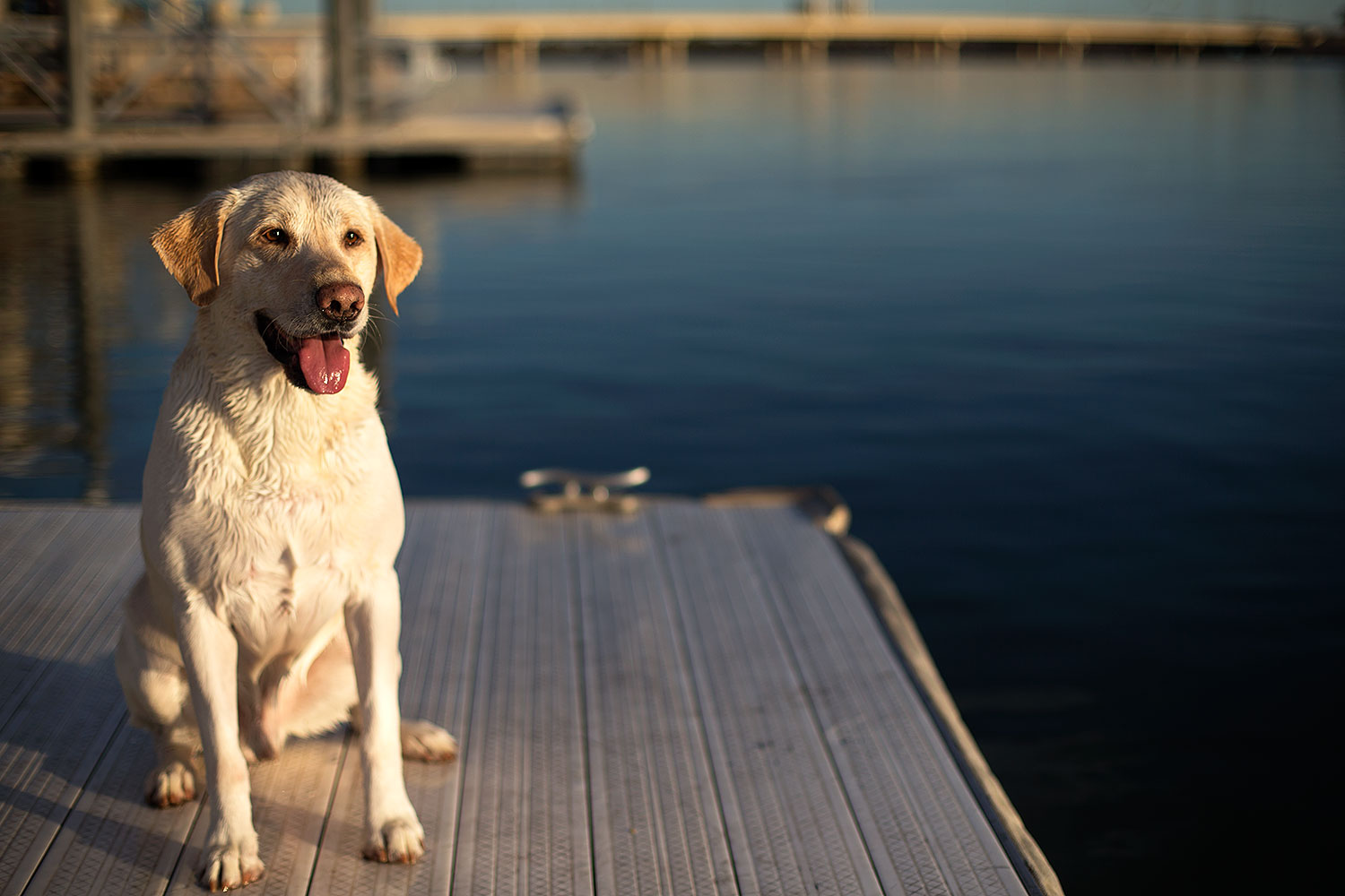 2012-12-02-tempe-balou-6276