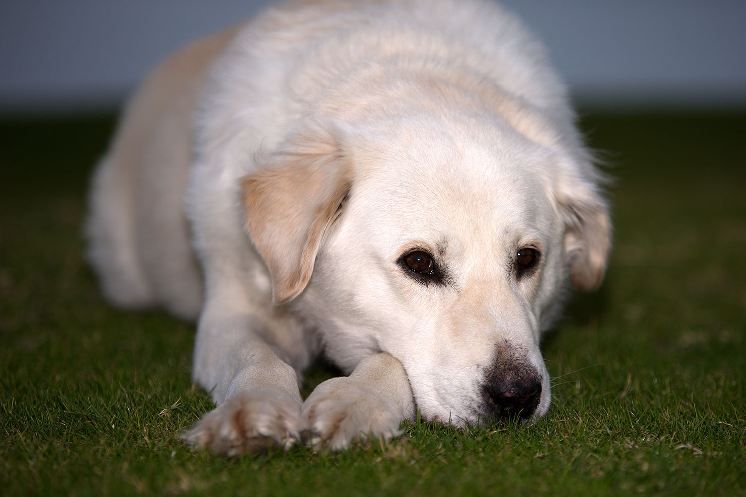 2012-12-06-tempe-casper-6569