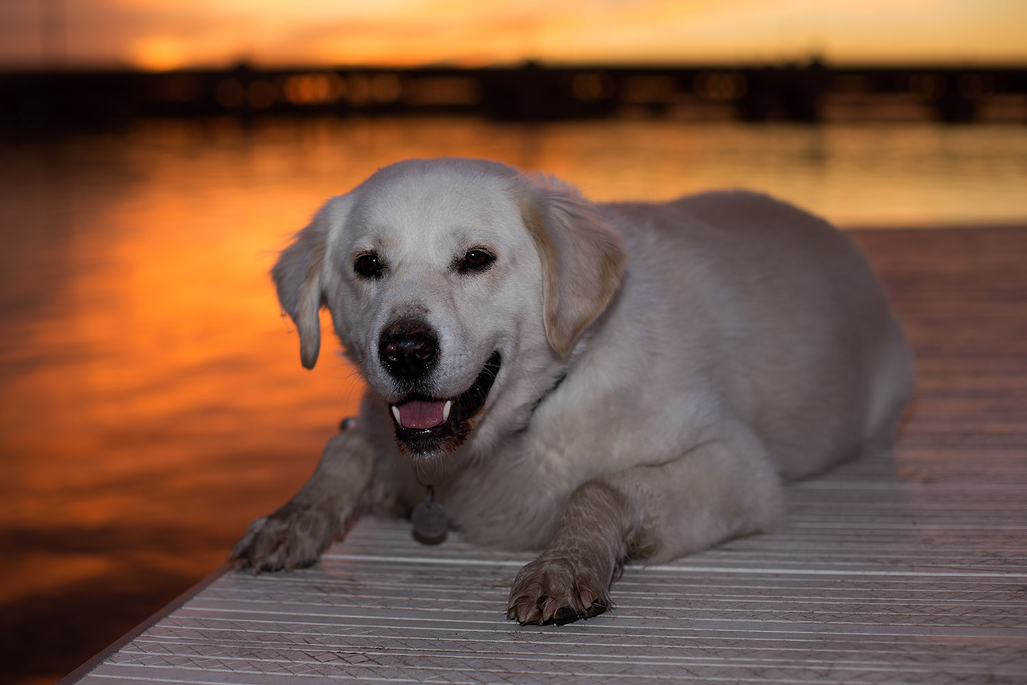 2012-12-06-tempe-sunset-casper-6675