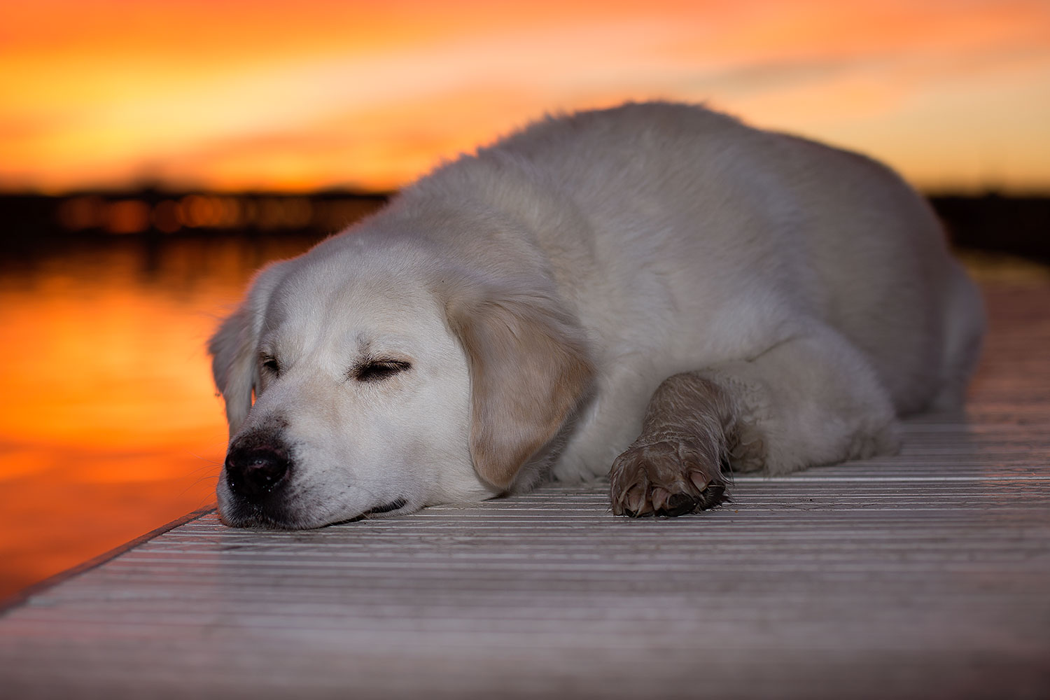 2012-12-06-tempe-sunset-casper-6755