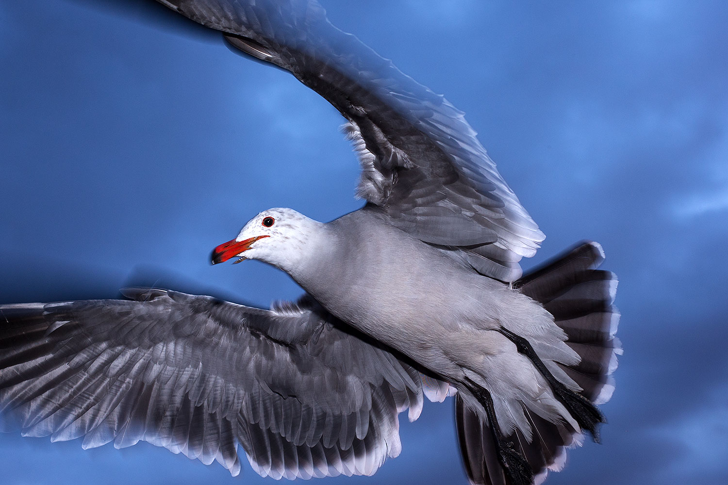 2012 12 30 ca aliso seagulls 14644