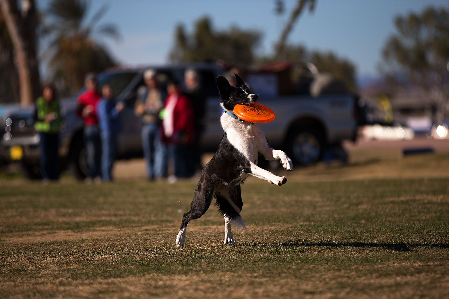 2013-01-18-havasu-balloons-dogs-20072