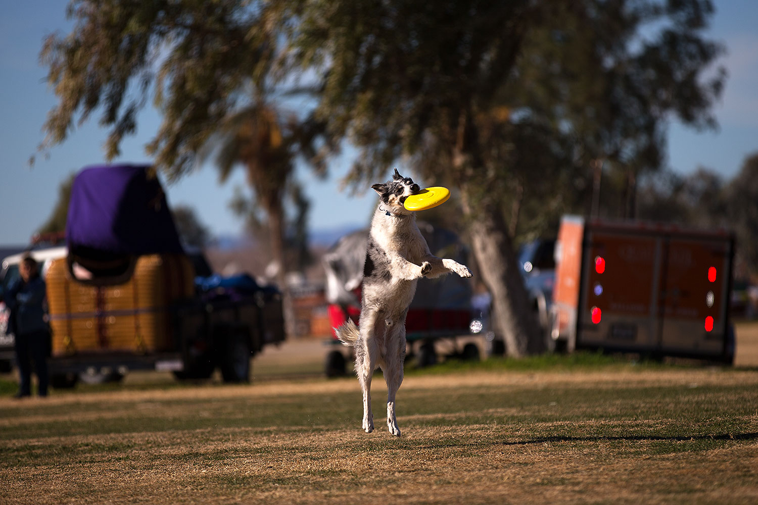 2013-01-18-havasu-balloons-dogs-20090