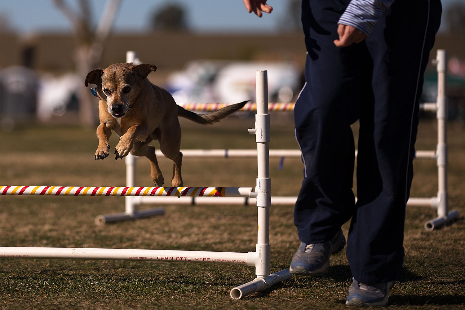 2013-01-18-havasu-balloons-dogs-20243