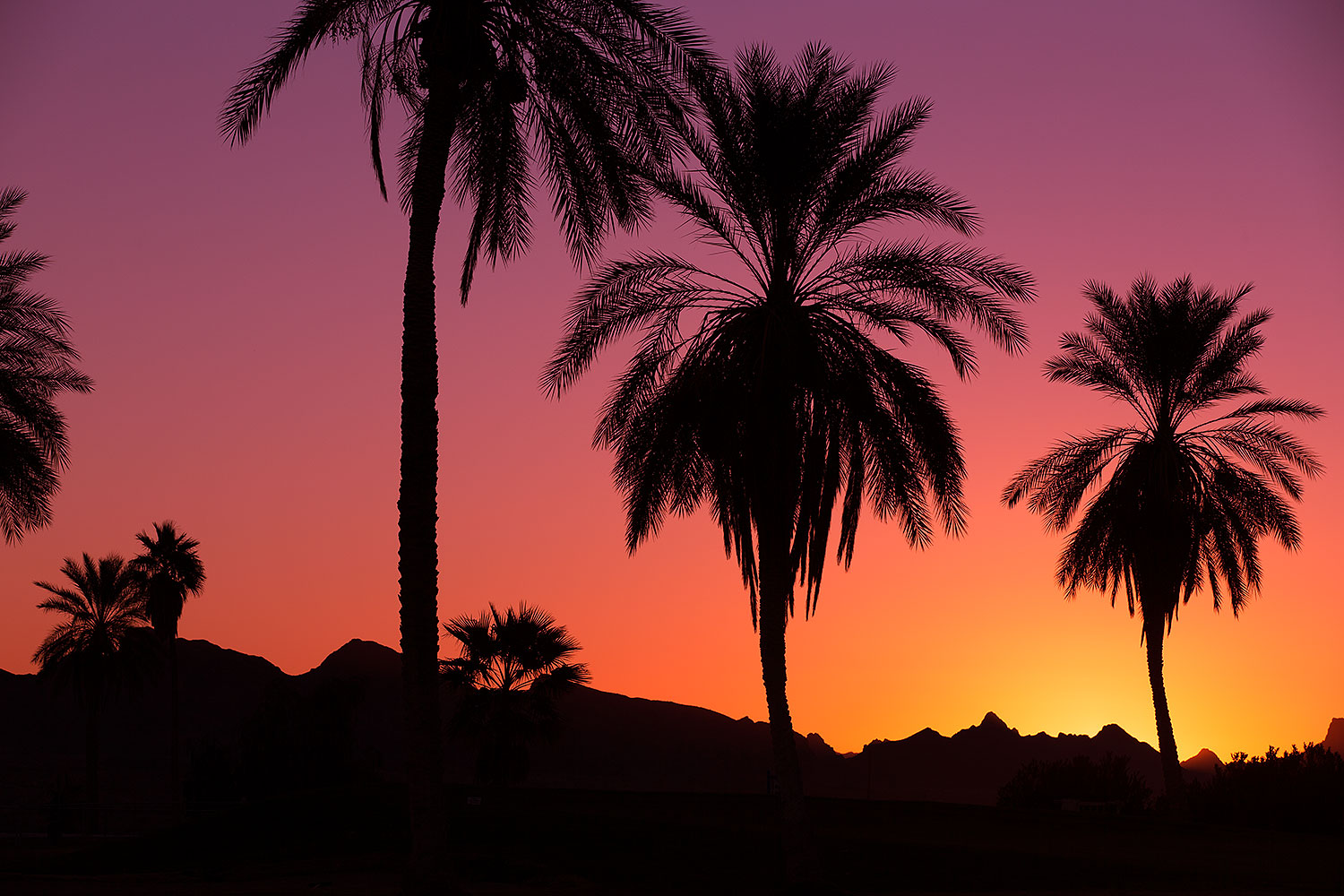 Palm Trees at sunrise at Lake Havasuâ€¦ January 2013