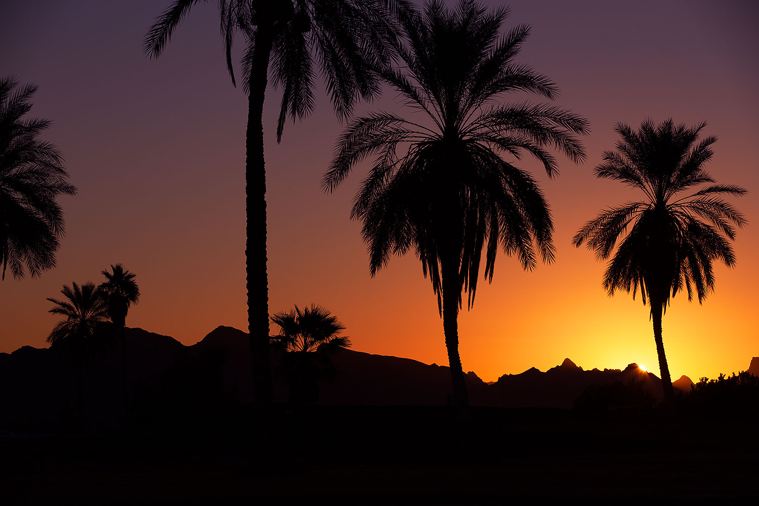 2013-01-19-havasu-balloons-palms-20718