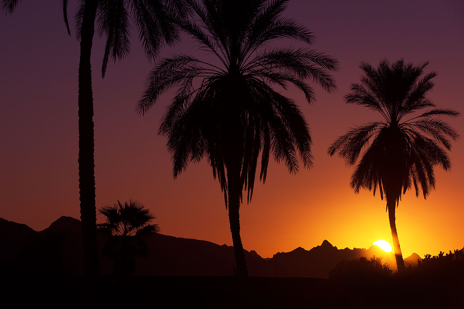 Palm Trees at sunrise at Lake Havasuâ€¦ January 2013