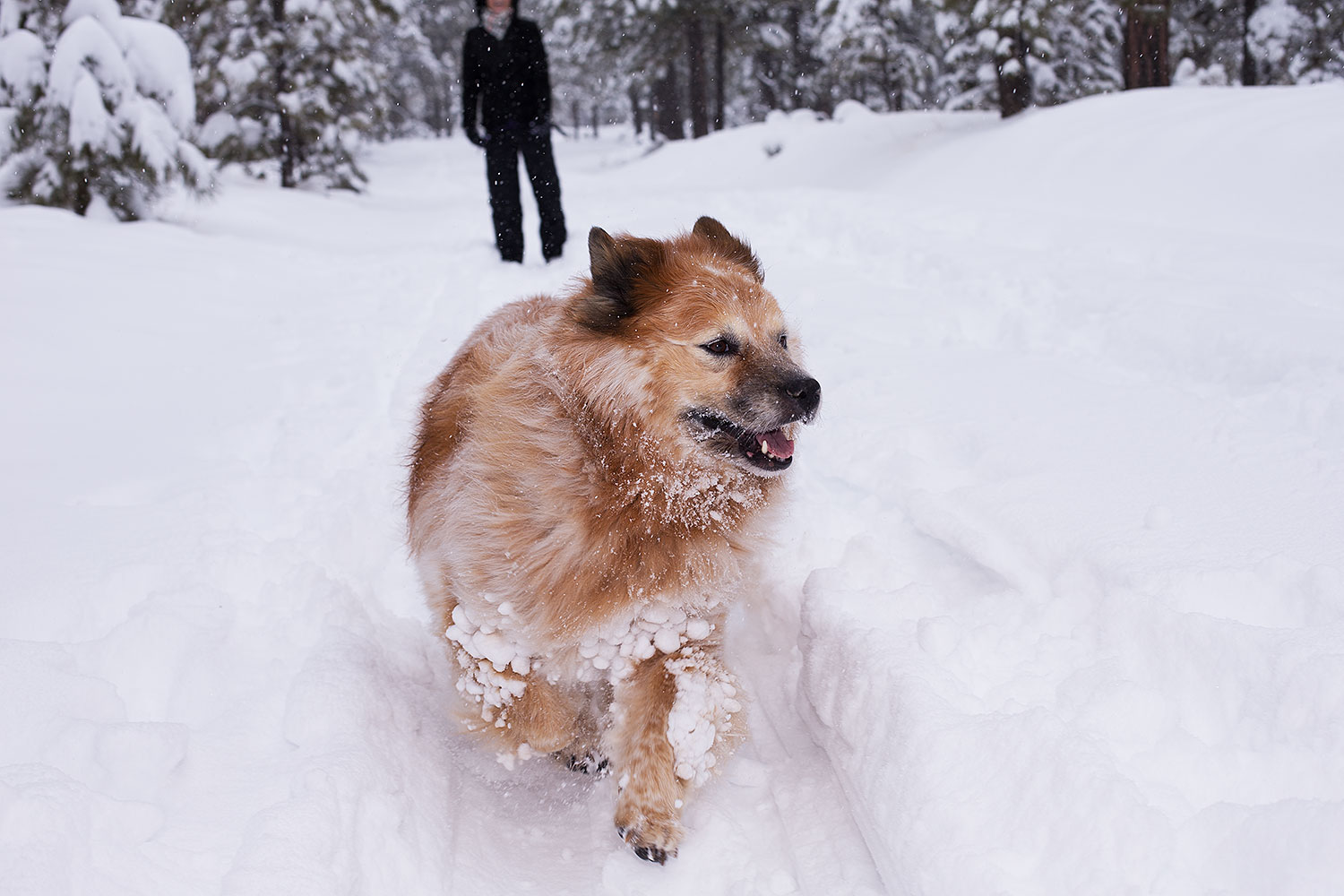 2013-03-09-flagstaff-booda-dudle-29404