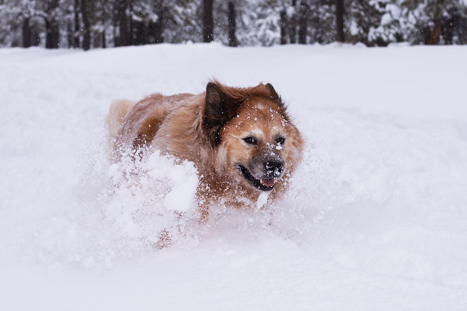 2013-03-09-flagstaff-booda-dudle-29530