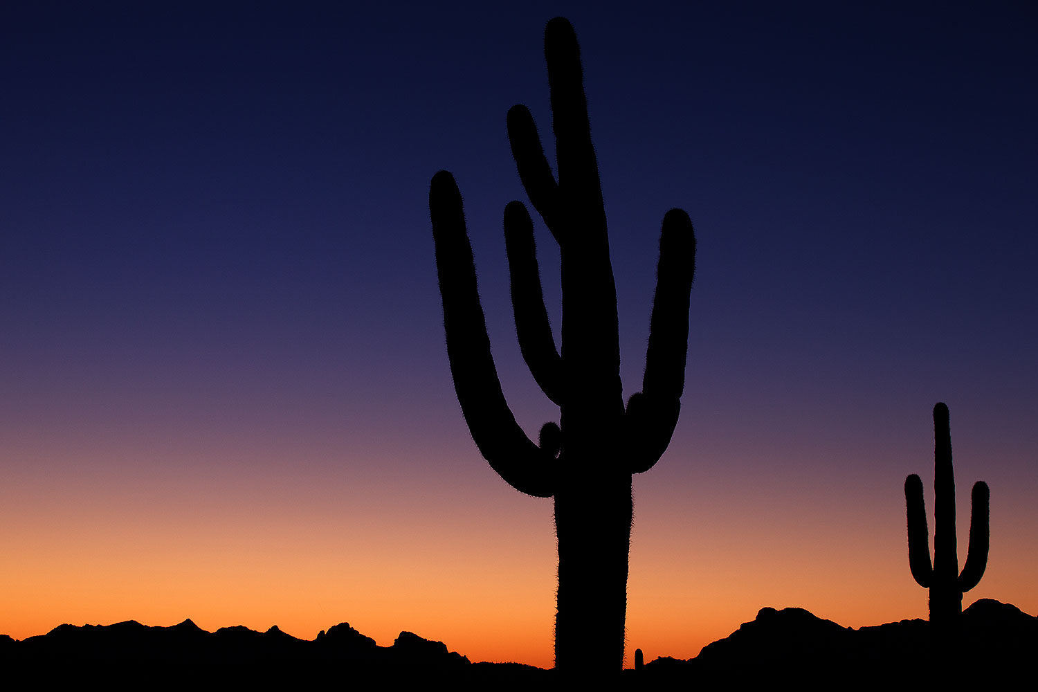 Lost Dutchman State Park in bloom â€¦ April 2013