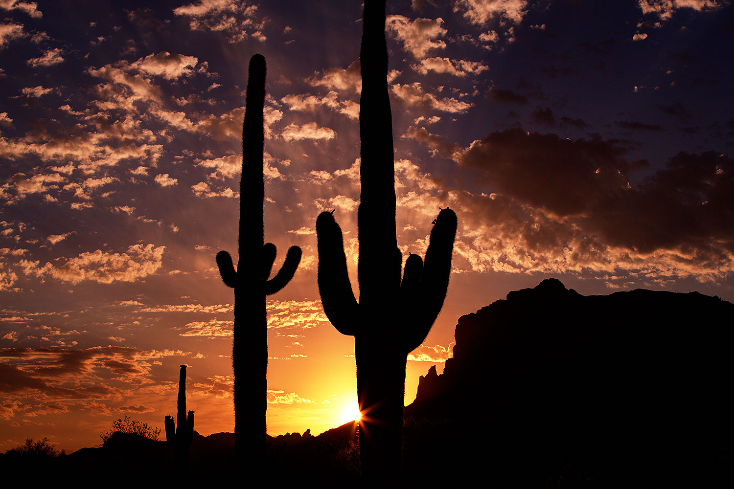 Saguaro silhouettes at sunrise in Superstitions â€¦ May 2013