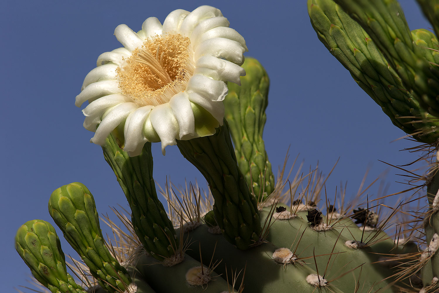2013 05 26 mesa flowers 87 93 1dx 2987