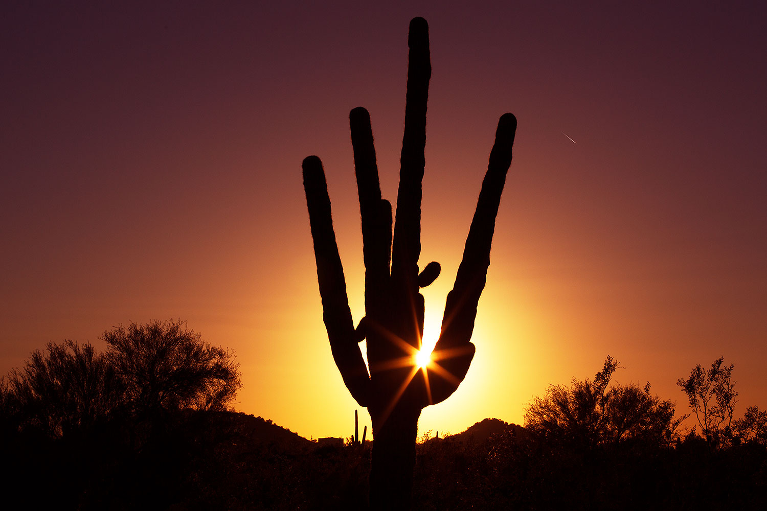 Saguaro at sunset in Mesa â€¦ October 2013