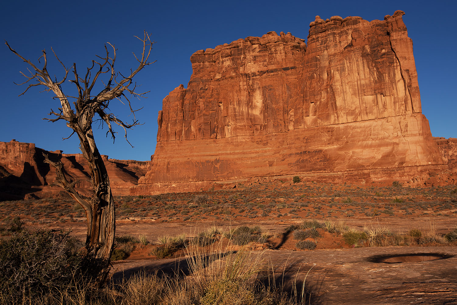 2013-11-01-courthouse-tree-1dx_3841