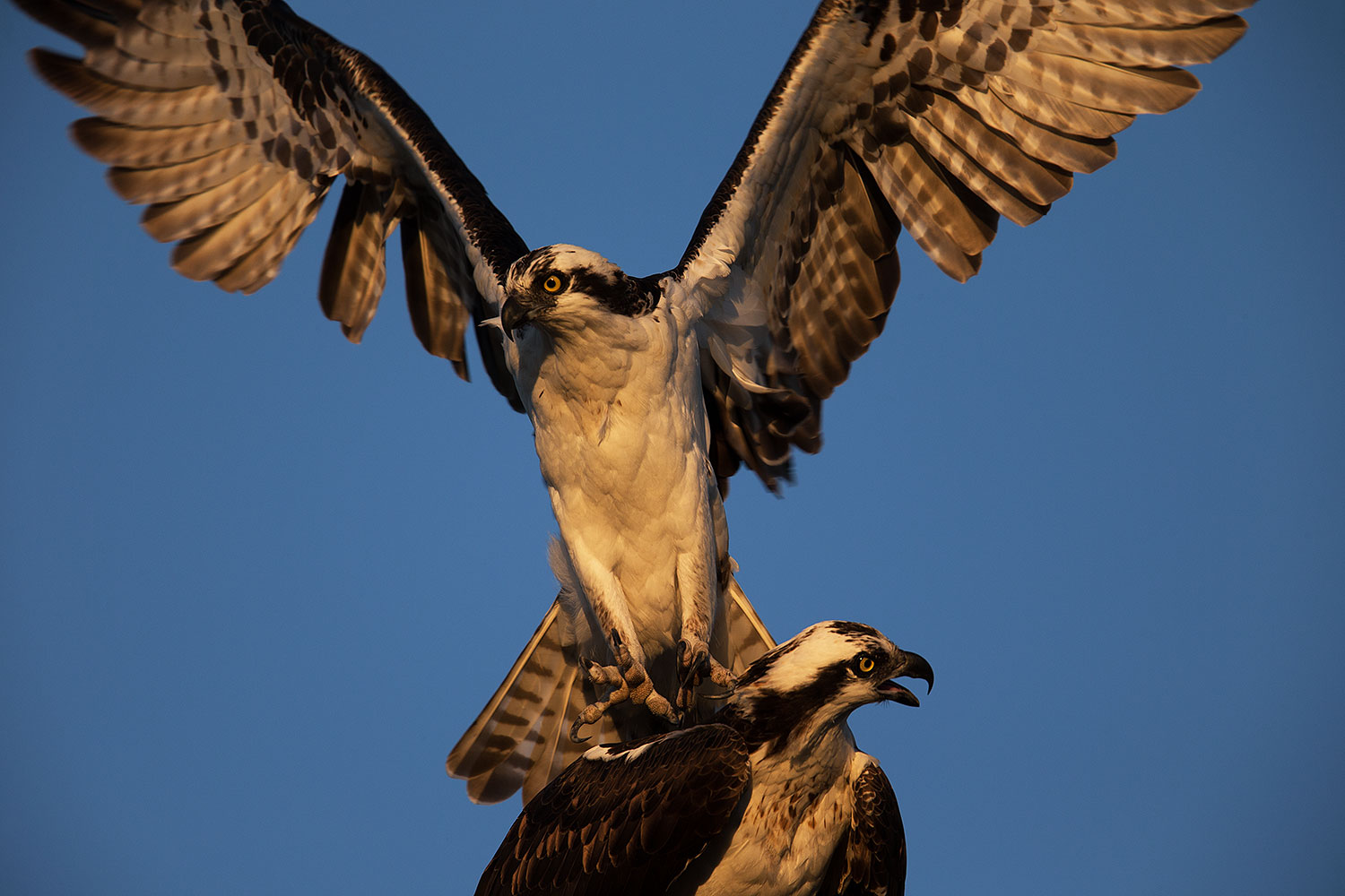 2013 12 31 joaquin osprey 1x 04117