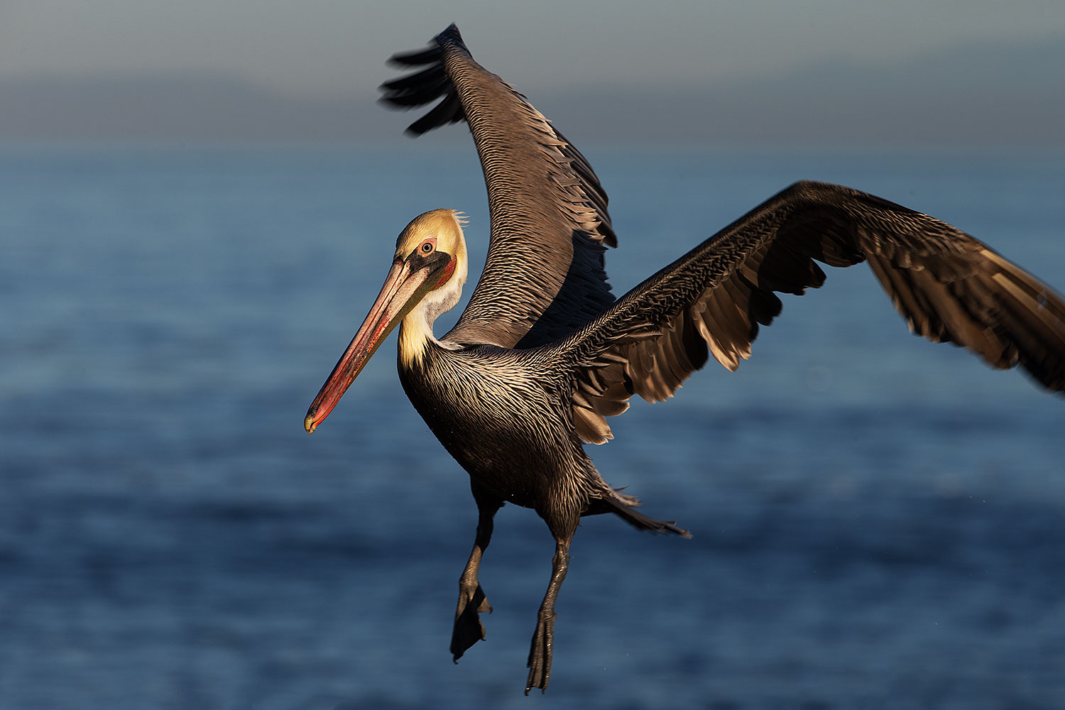 2014 01 02 lajolla pelicans 1x 07120