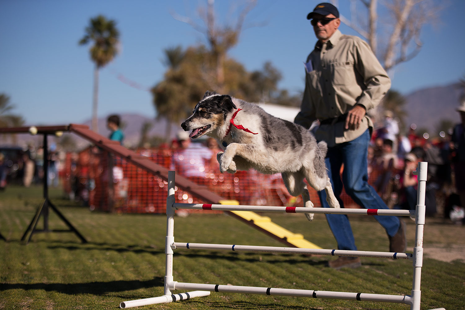2014-01-17-havasu-dogs-1dx_1101