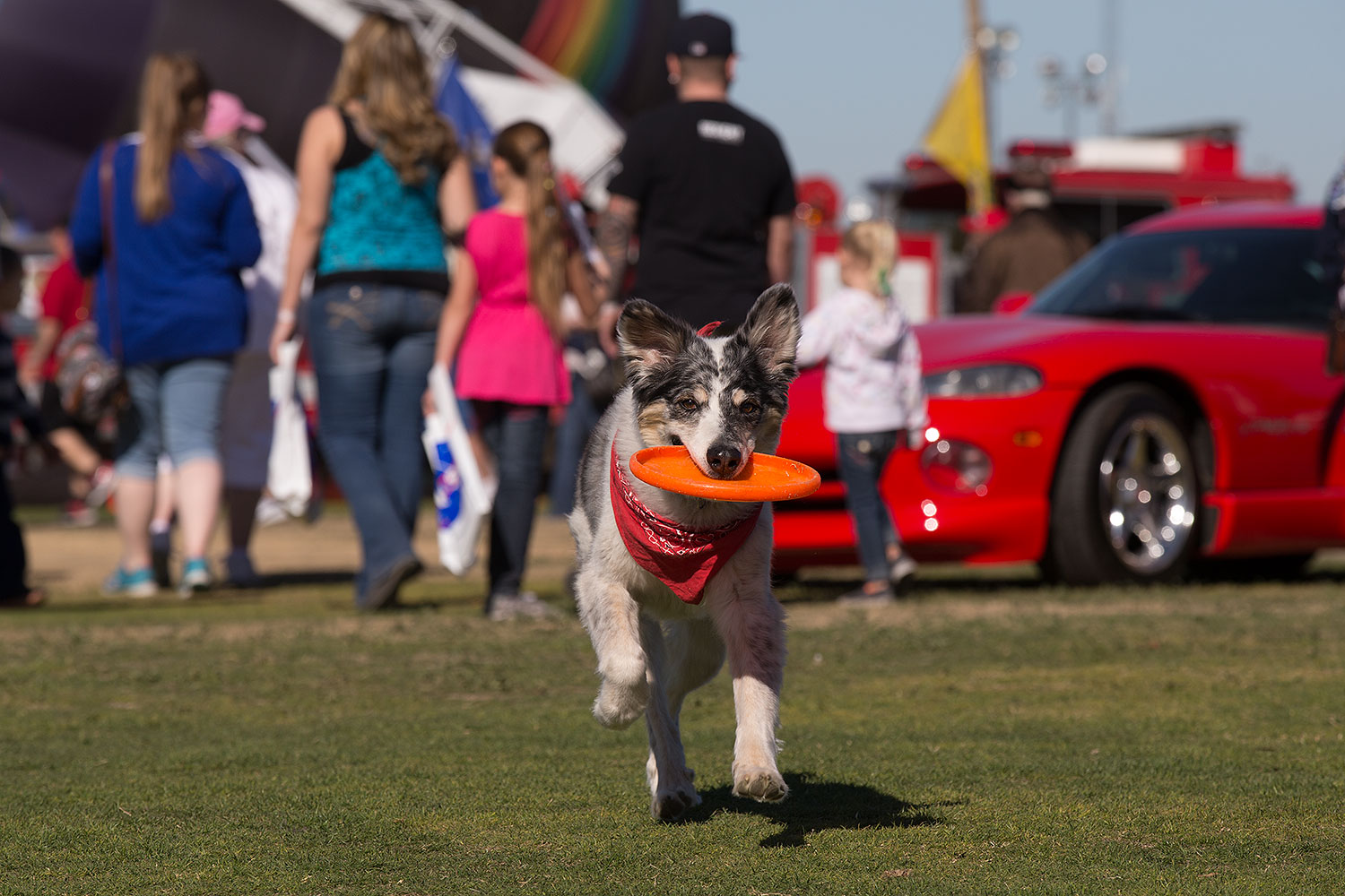 2014-01-18-havasu-dogs-1dx_5299
