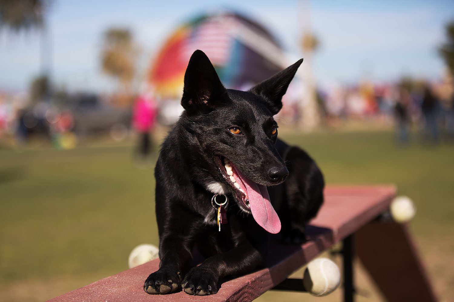 2014-01-19-havasu-dogs-1dx_8319