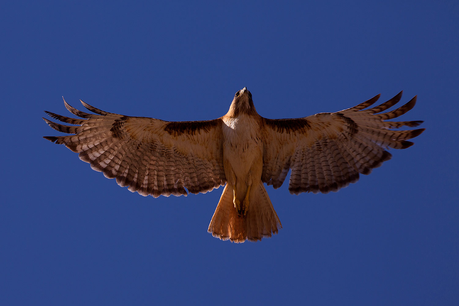 2014 05 30 supers hawks 5d3 4971