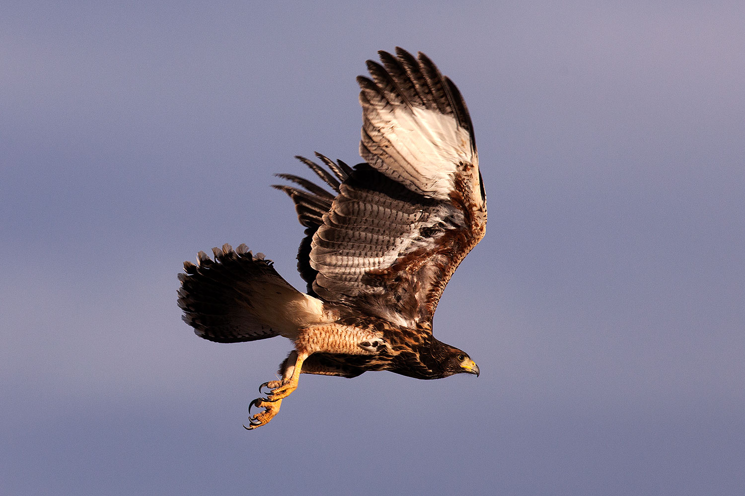 2014 06 11 supers harris 5d2 6710